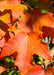 Closeup of bright red-orange leaves.