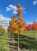 Crescendo Sugar Maple grows in a nursery row with changing fall color from green to yellow-orange.