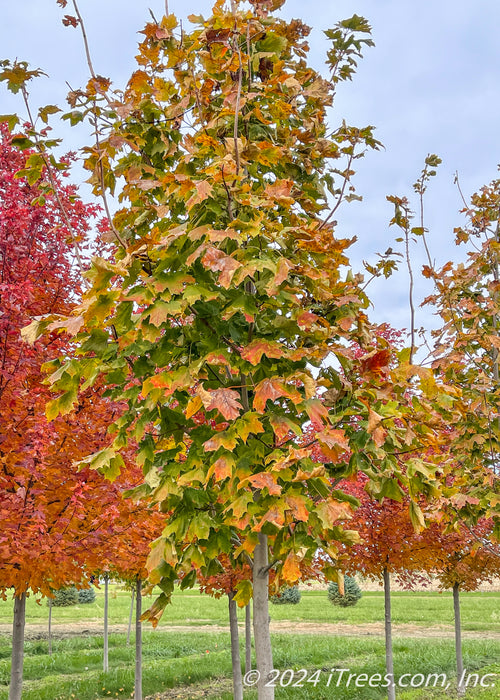 A closeup of a single Crescendo Sugar Maple in the nursery with transitioning fall color.