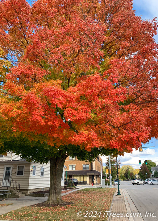 Crescendo Sugar Maple with fiery orange fall color growing on a downtown parkway.