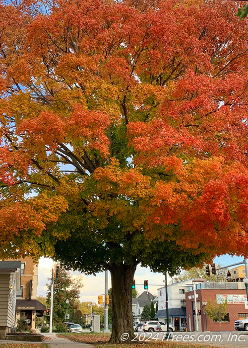 Crescendo Sugar Maple with a gradient of colors ranging from green at the bottom of the canopy to yellow going up to its fiery orange fall color growing on a downtown parkway.