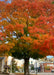 Crescendo Sugar Maple with a gradient of colors ranging from green at the bottom of the canopy to yellow going up to its fiery orange fall color growing on a downtown parkway.