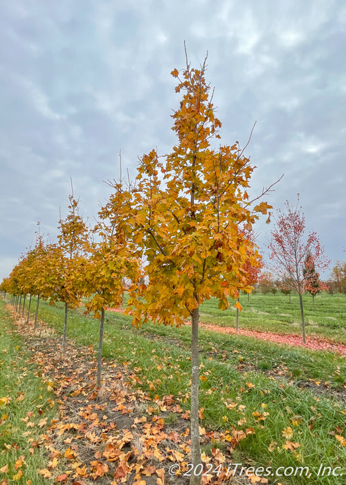 A row of Crescendo Sugar Maples with yellow fall color in the nursery.