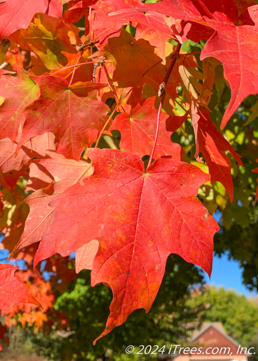 Closeup of a broad leaf with bright red-orange fall color.
