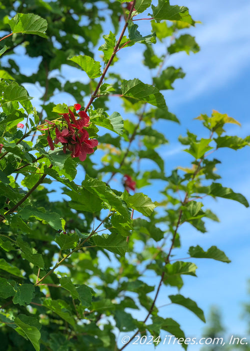 View looking up at outer branching showing green leaves and red-winged samaras. 