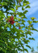 View looking up at outer branching showing green leaves and red-winged samaras. 