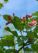 Closeup of underside of green leaves, branching and red-winged samaras with blue sky in the background.