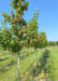 Hot Wings Maple grows in a nursery row and shows red winged samaras and smooth grey trunks.