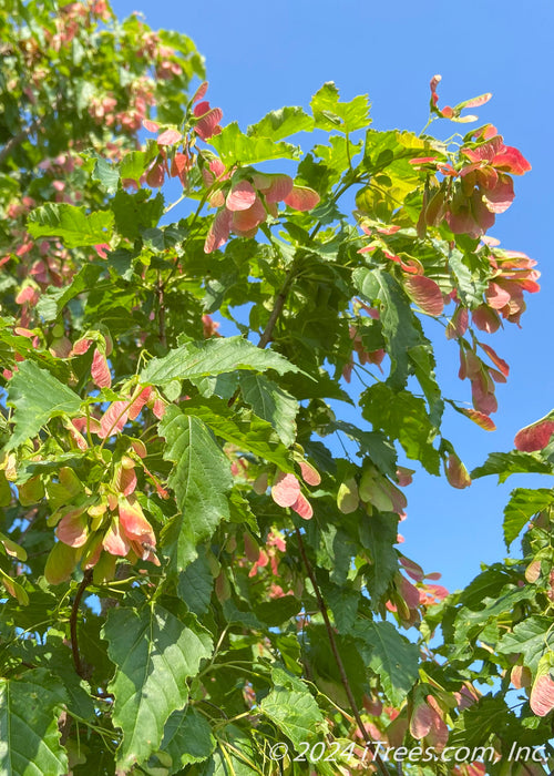 View looking up at bright green leaves with red-winged samaras and blue sky.