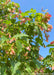 View looking up at bright green leaves with red-winged samaras and blue sky.