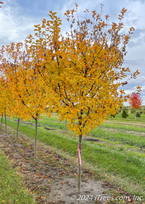 A row of Hot Wings Maple grow in the nursery with bright yellow-orange fall color.