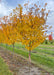 A row of Hot Wings Maple grow in the nursery with bright yellow-orange fall color.