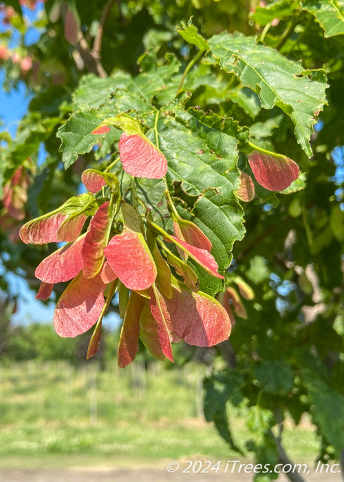 Closeup view of red-winged samaras.