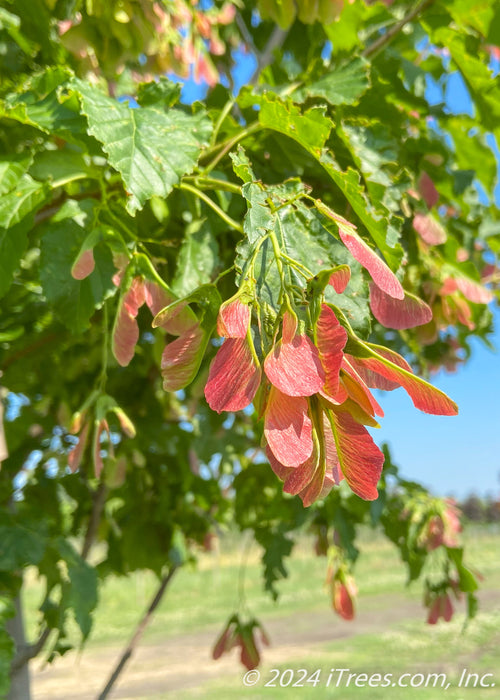 Closeup of green leaves with red-winged samaras.