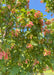 View looking up at the center of the tree's upper branching showing green leaves and red-winged samaras.