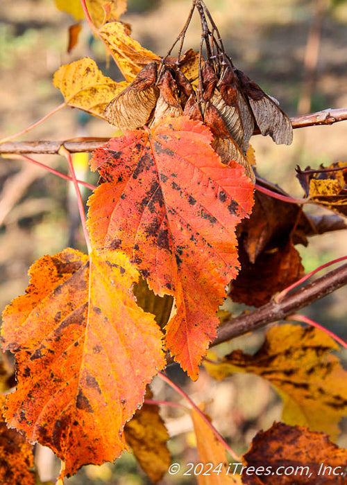 Closeup of yellowish to red-orange fall color.