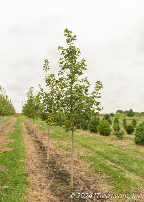 Pacific Sunset Maple in the nursery with green leaves.