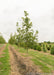 Pacific Sunset Maple in the nursery with green leaves.