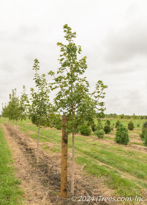 Pacific Sunset Maple in the nursery with a large ruler standing next to it to measure its height measuring at about 4.5 ft.