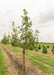 Pacific Sunset Maple in the nursery with a large ruler standing next to it to measure its height measuring at about 4.5 ft.