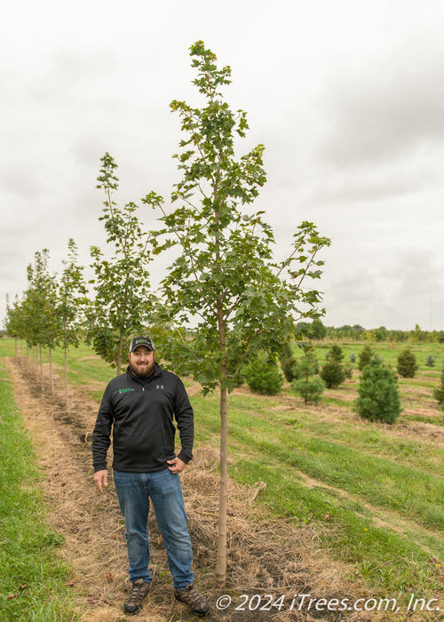 A person stands next to a Pacific Sunset Maple in the nursery, their shoulder is just at the lowest branch.