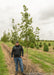 A person stands next to a Pacific Sunset Maple in the nursery, their shoulder is just at the lowest branch.