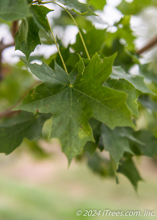 Closeup of a sharply pointed green leaf.