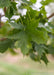 Closeup of a sharply pointed green leaf.