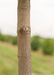 Closeup of smooth greyish brown trunk.