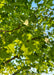 Closeup of the underside of the tree's green canopy of leaves and branches.