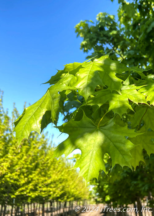Closeup of the end of a branch of bright green leaves.
