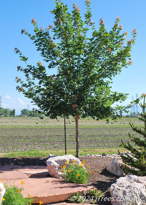 Pacific Sunset Maple in a landscape bed in a backyard with green leaves.