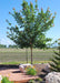 Pacific Sunset Maple in a landscape bed in a backyard with green leaves.