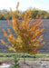 Pacific Sunset Maple with an array of fall color, planted in a backyard landscape bed.