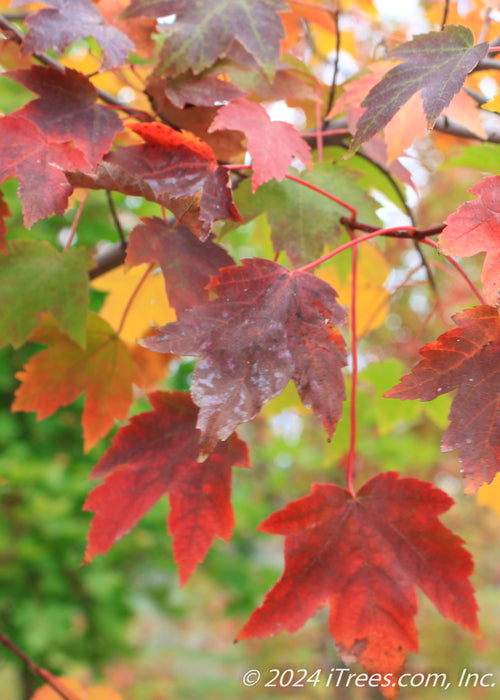 Closeup of fall color, green to yellow, reddish-orange to dark purple.