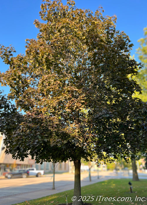 A maturing Crimson Sunset Maple planted in a community courtyard area, seen with bronze green to dark purple leaves.