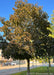 A maturing Crimson Sunset Maple planted in a community courtyard area, seen with bronze green to dark purple leaves.