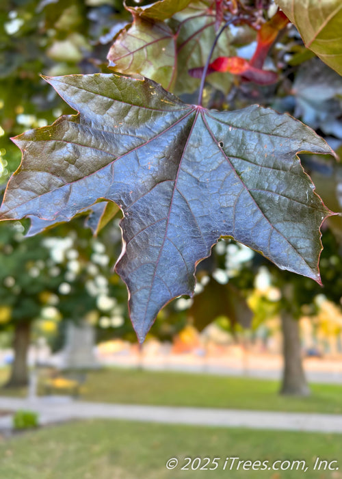 Closeup of deep purple to bronze-green leaf.