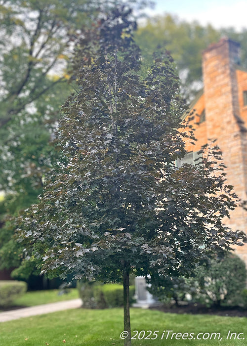 A young Crimson Sunset with dark purple leaves, planted in a side yard.