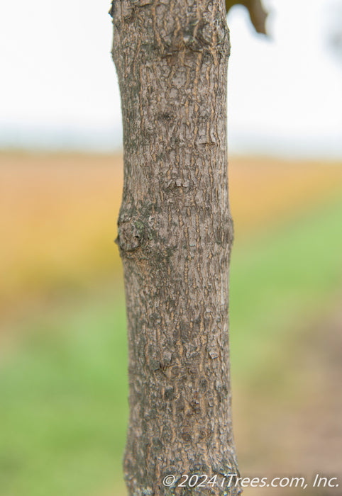 Closeup of slightly grooved grey trunk.