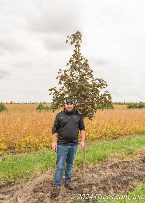 A Crimson Sunset Maple with a person standing next to it to show height comparison, their shoulder resting at the lowest branch.