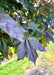 Closeup of dark greenish-purple leaves.