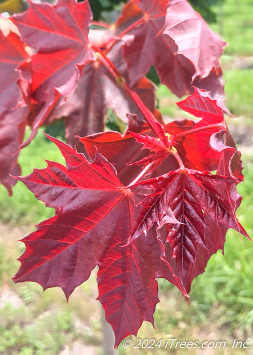 Closeup of the end of a branch showing shiny deep purple leaves.