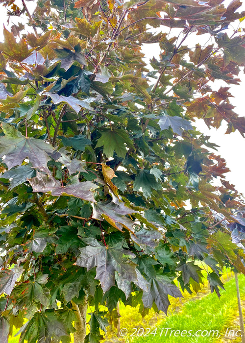 Closeup of rich, dark green purple leaves.