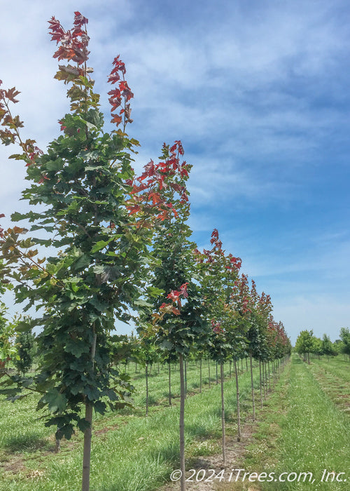 A row of Crimson Sunset Maple trees grow in the nursery and show their summertime greenish-purple leaves.