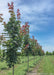 A row of Crimson Sunset Maple trees grow in the nursery and show their summertime greenish-purple leaves.