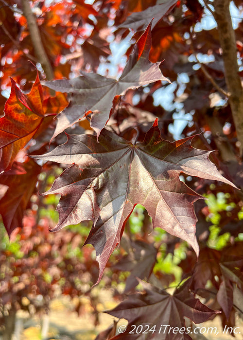 Closeup of dark reddish-purple leaves.
