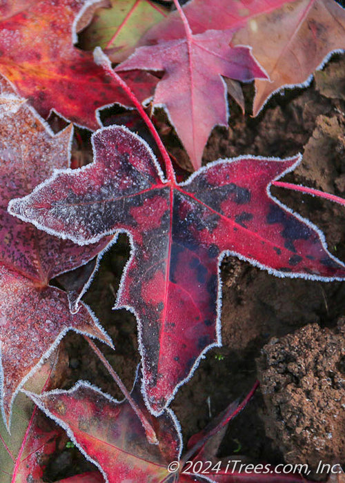 Closeup of a red leaf on the ground with white frost on its edges.