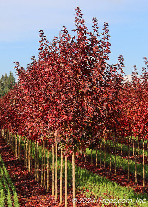 A nursery row of Crimson Sunset in fall with deep red fall color.