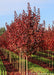 A nursery row of Crimson Sunset in fall with deep red fall color.